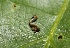  ( - FRC20982)  @12 [ ] CreativeCommons - Attribution Non-Commercial Share-Alike (2017) Carlo L. Seifert Institute of Entomology, Biology Centre CAS, Ceske Budejovice