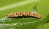  ( - FRC21350)  @12 [ ] CreativeCommons - Attribution Non-Commercial Share-Alike (2017) Carlo L. Seifert Institute of Entomology, Biology Centre CAS, Ceske Budejovice