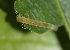  ( - FRC21388)  @11 [ ] CreativeCommons - Attribution Non-Commercial Share-Alike (2017) Carlo L. Seifert Institute of Entomology, Biology Centre CAS, Ceske Budejovice