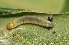  ( - FRC30144)  @11 [ ] CreativeCommons - Attribution Non-Commercial Share-Alike (2017) Carlo L. Seifert Institute of Entomology, Biology Centre CAS, Ceske Budejovice