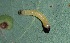  ( - FRC30161)  @11 [ ] CreativeCommons - Attribution Non-Commercial Share-Alike (2017) Carlo L. Seifert Institute of Entomology, Biology Centre CAS, Ceske Budejovice