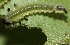  ( - FRC30169)  @12 [ ] CreativeCommons - Attribution Non-Commercial Share-Alike (2017) Carlo L. Seifert Institute of Entomology, Biology Centre CAS, Ceske Budejovice