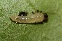  ( - FRC30170)  @12 [ ] CreativeCommons - Attribution Non-Commercial Share-Alike (2017) Carlo L. Seifert Institute of Entomology, Biology Centre CAS, Ceske Budejovice