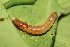 ( - FRC30193)  @11 [ ] CreativeCommons - Attribution Non-Commercial Share-Alike (2017) Carlo L. Seifert Institute of Entomology, Biology Centre CAS, Ceske Budejovice
