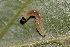  ( - FRC30212)  @11 [ ] CreativeCommons - Attribution Non-Commercial Share-Alike (2017) Carlo L. Seifert Institute of Entomology, Biology Centre CAS, Ceske Budejovice