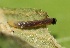  ( - FRC30231)  @11 [ ] CreativeCommons - Attribution Non-Commercial Share-Alike (2017) Carlo L. Seifert Institute of Entomology, Biology Centre CAS, Ceske Budejovice