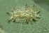  ( - FRC30259)  @12 [ ] CreativeCommons - Attribution Non-Commercial Share-Alike (2017) Carlo L. Seifert Institute of Entomology, Biology Centre CAS, Ceske Budejovice