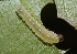  ( - FRC30324)  @12 [ ] CreativeCommons - Attribution Non-Commercial Share-Alike (2017) Carlo L. Seifert Institute of Entomology, Biology Centre CAS, Ceske Budejovice