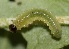  ( - FRC30512)  @12 [ ] CreativeCommons - Attribution Non-Commercial Share-Alike (2017) Carlo L. Seifert Institute of Entomology, Biology Centre CAS, Ceske Budejovice