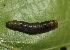  ( - FRC30601)  @11 [ ] CreativeCommons - Attribution Non-Commercial Share-Alike (2017) Carlo L. Seifert Institute of Entomology, Biology Centre CAS, Ceske Budejovice