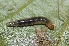  ( - FRC30609)  @11 [ ] CreativeCommons - Attribution Non-Commercial Share-Alike (2017) Carlo L. Seifert Institute of Entomology, Biology Centre CAS, Ceske Budejovice