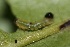  ( - FRC30632)  @12 [ ] CreativeCommons - Attribution Non-Commercial Share-Alike (2017) Carlo L. Seifert Institute of Entomology, Biology Centre CAS, Ceske Budejovice