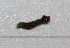  ( - FRC30633)  @11 [ ] CreativeCommons - Attribution Non-Commercial Share-Alike (2017) Carlo L. Seifert Institute of Entomology, Biology Centre CAS, Ceske Budejovice