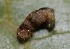  ( - FRC30647)  @11 [ ] CreativeCommons - Attribution Non-Commercial Share-Alike (2017) Carlo L. Seifert Institute of Entomology, Biology Centre CAS, Ceske Budejovice