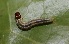  ( - FRC30805)  @12 [ ] CreativeCommons - Attribution Non-Commercial Share-Alike (2017) Carlo L. Seifert Institute of Entomology, Biology Centre CAS, Ceske Budejovice