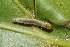  ( - FRC30967)  @11 [ ] CreativeCommons - Attribution Non-Commercial Share-Alike (2017) Carlo L. Seifert Institute of Entomology, Biology Centre CAS, Ceske Budejovice