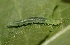  ( - FRC31260)  @12 [ ] CreativeCommons - Attribution Non-Commercial Share-Alike (2017) Carlo L. Seifert Institute of Entomology, Biology Centre CAS, Ceske Budejovice