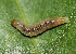  ( - FRC31281)  @11 [ ] CreativeCommons - Attribution Non-Commercial Share-Alike (2017) Carlo L. Seifert Institute of Entomology, Biology Centre CAS, Ceske Budejovice