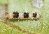  ( - FRC31282)  @11 [ ] CreativeCommons - Attribution Non-Commercial Share-Alike (2017) Carlo L. Seifert Institute of Entomology, Biology Centre CAS, Ceske Budejovice