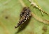  ( - FRC31290)  @11 [ ] CreativeCommons - Attribution Non-Commercial Share-Alike (2017) Carlo L. Seifert Institute of Entomology, Biology Centre CAS, Ceske Budejovice