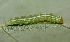  ( - FRC31525)  @12 [ ] CreativeCommons - Attribution Non-Commercial Share-Alike (2017) Carlo L. Seifert Institute of Entomology, Biology Centre CAS, Ceske Budejovice