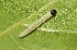  ( - FRC31571)  @12 [ ] CreativeCommons - Attribution Non-Commercial Share-Alike (2017) Carlo L. Seifert Institute of Entomology, Biology Centre CAS, Ceske Budejovice