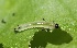  ( - FRC31609)  @12 [ ] CreativeCommons - Attribution Non-Commercial Share-Alike (2017) Carlo L. Seifert Institute of Entomology, Biology Centre CAS, Ceske Budejovice
