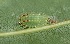  ( - FRC40832)  @12 [ ] CreativeCommons - Attribution Non-Commercial Share-Alike (2017) Carlo L. Seifert Institute of Entomology, Biology Centre CAS, Ceske Budejovice