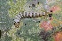 ( - FRC41122)  @11 [ ] CreativeCommons - Attribution Non-Commercial Share-Alike (2017) Carlo L. Seifert Institute of Entomology, Biology Centre CAS, Ceske Budejovice