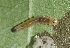  ( - FRC41219)  @11 [ ] CreativeCommons - Attribution Non-Commercial Share-Alike (2017) Carlo L. Seifert Institute of Entomology, Biology Centre CAS, Ceske Budejovice