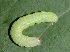  ( - FRC41225)  @12 [ ] CreativeCommons - Attribution Non-Commercial Share-Alike (2017) Carlo L. Seifert Institute of Entomology, Biology Centre CAS, Ceske Budejovice