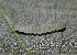  ( - FRC41253)  @11 [ ] CreativeCommons - Attribution Non-Commercial Share-Alike (2017) Carlo L. Seifert Institute of Entomology, Biology Centre CAS, Ceske Budejovice