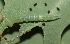  ( - FRC41266)  @11 [ ] CreativeCommons - Attribution Non-Commercial Share-Alike (2017) Carlo L. Seifert Institute of Entomology, Biology Centre CAS, Ceske Budejovice