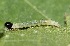  ( - FRC41554)  @12 [ ] CreativeCommons - Attribution Non-Commercial Share-Alike (2017) Carlo L. Seifert Institute of Entomology, Biology Centre CAS, Ceske Budejovice