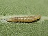  (Bucculatrix packardella - FRC41580)  @11 [ ] CreativeCommons - Attribution Non-Commercial Share-Alike (2017) Carlo L. Seifert Institute of Entomology, Biology Centre CAS, Ceske Budejovice