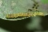  ( - FRC41583)  @12 [ ] CreativeCommons - Attribution Non-Commercial Share-Alike (2017) Carlo L. Seifert Institute of Entomology, Biology Centre CAS, Ceske Budejovice