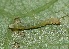  ( - FRC41614)  @11 [ ] CreativeCommons - Attribution Non-Commercial Share-Alike (2017) Carlo L. Seifert Institute of Entomology, Biology Centre CAS, Ceske Budejovice