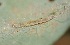  ( - FRC50132)  @12 [ ] CreativeCommons - Attribution Non-Commercial Share-Alike (2017) Carlo L. Seifert Institute of Entomology, Biology Centre CAS, Ceske Budejovice