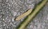  ( - FRC51118)  @11 [ ] CreativeCommons - Attribution Non-Commercial Share-Alike (2017) Carlo L. Seifert Institute of Entomology, Biology Centre CAS, Ceske Budejovice