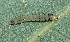  ( - FRC51183)  @11 [ ] CreativeCommons - Attribution Non-Commercial Share-Alike (2017) Carlo L. Seifert Institute of Entomology, Biology Centre CAS, Ceske Budejovice