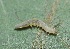  ( - FRC51417)  @11 [ ] CreativeCommons - Attribution Non-Commercial Share-Alike (2017) Carlo L. Seifert Institute of Entomology, Biology Centre CAS, Ceske Budejovice