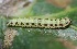  ( - FRC51603)  @12 [ ] CreativeCommons - Attribution Non-Commercial Share-Alike (2017) Carlo L. Seifert Institute of Entomology, Biology Centre CAS, Ceske Budejovice