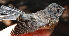  ( - NC042-EP)  @11 [ ] Unspecified (default): All Rights Reserved  No Rights Reserved Unspecified
