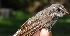 ( - NC043-EP)  @11 [ ] Unspecified (default): All Rights Reserved  No Rights Reserved Unspecified