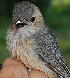  ( - NC066-EP)  @11 [ ] Unspecified (default): All Rights Reserved  No Rights Reserved Unspecified