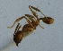  (Pheidole ACZ5214 - RDT0149_132)  @12 [ ] CreativeCommons - Attribution (2016) David A. Donoso Universidad de Cuenca