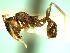  (Pheidole ACZ2799 - RDT0103_161)  @12 [ ] CreativeCommons - Attribution (2016) David A. Donoso Universidad de Cuenca