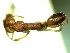 (Anochetus COL001 - RDT0119_167)  @12 [ ] CreativeCommons - Attribution (2016) David A. Donoso Universidad de Cuenca