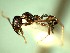  (Pheidole ACZ2748 - RDT0147_228)  @13 [ ] CreativeCommons - Attribution (2016) David A. Donoso Universidad de Cuenca