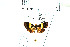  ( - USNM ENT 00703054)  @11 [ ] Unspecified (default): All Rights Reserved  Unspecified Unspecified